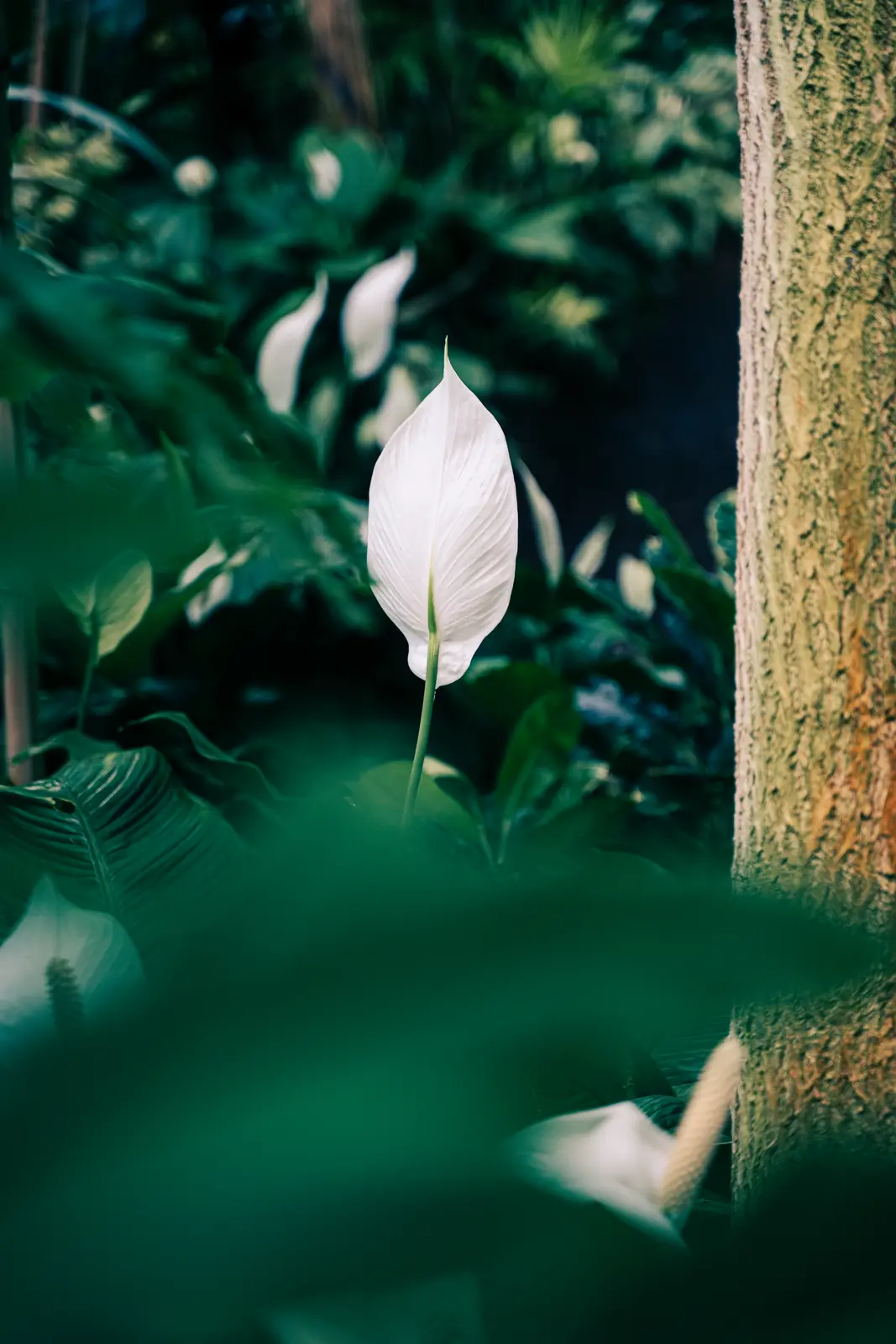 Luisenpark – Aufnahme 16